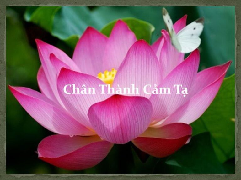 chan-thanh-cam-ta-large